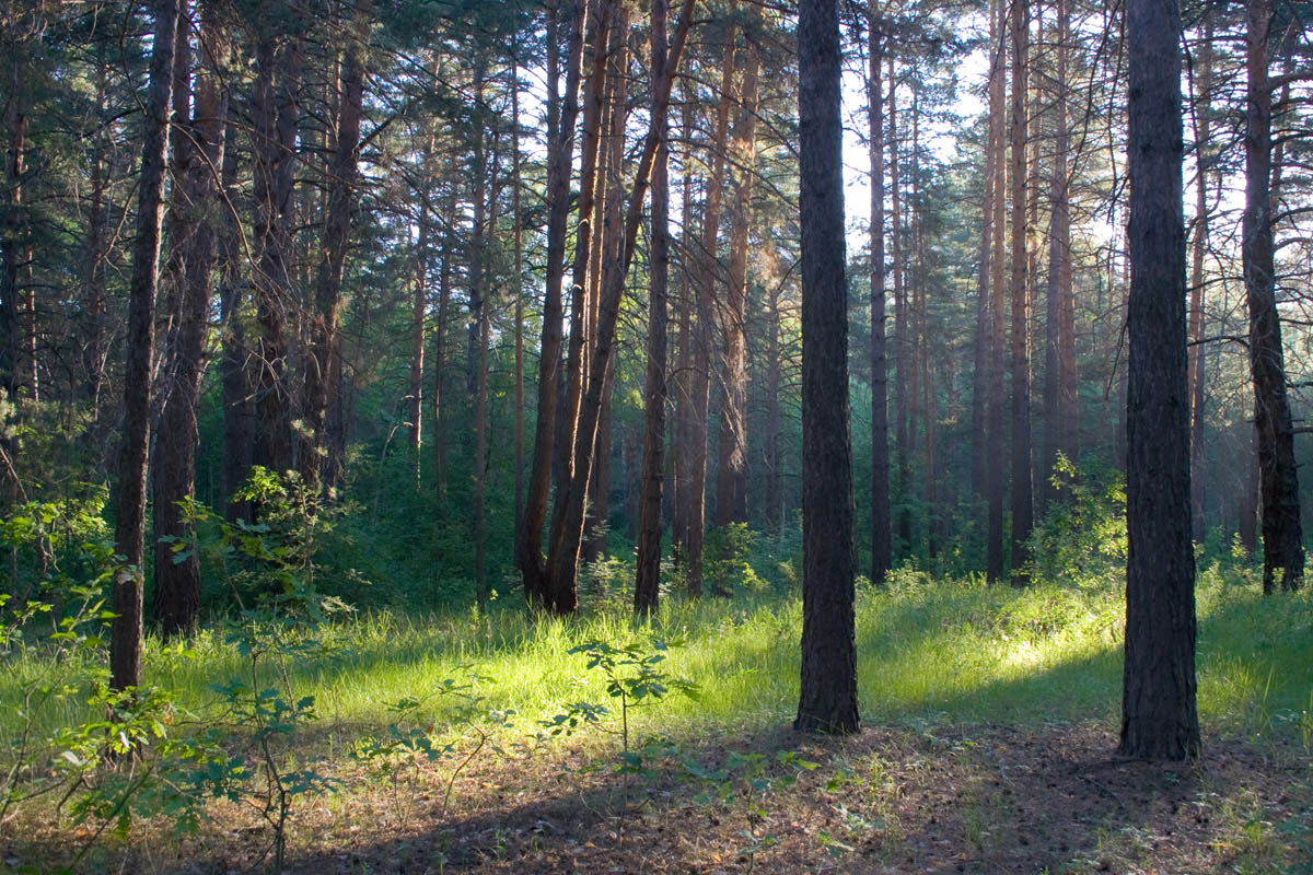 Места для отдыха в Муранском бору - Турбаза Олимп